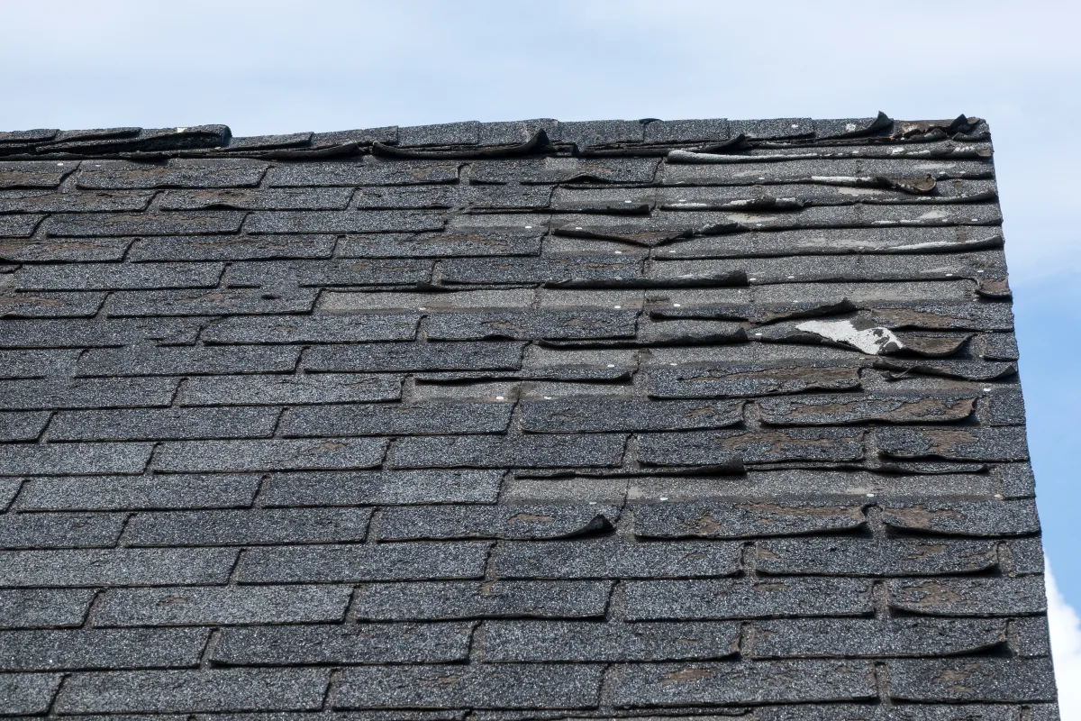 Damaged asphalt shingles showing urgent roof replacement need